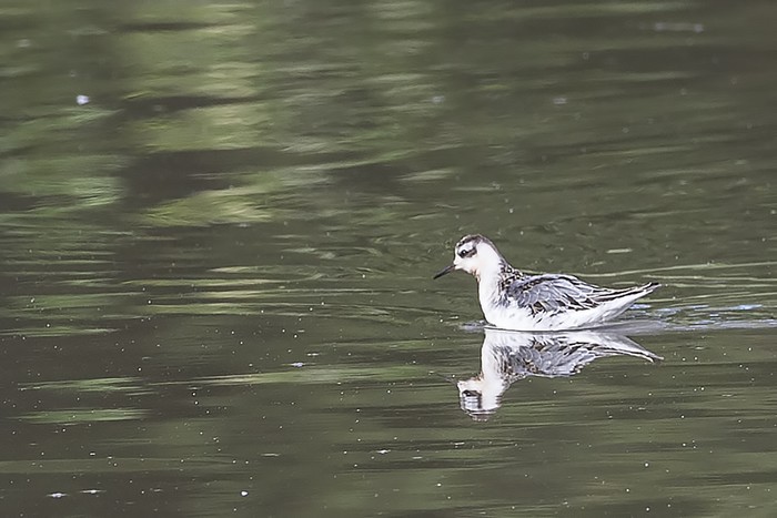 Grey Phalarope