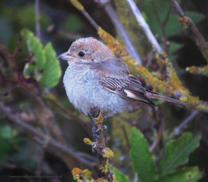 Woodchat Shrike