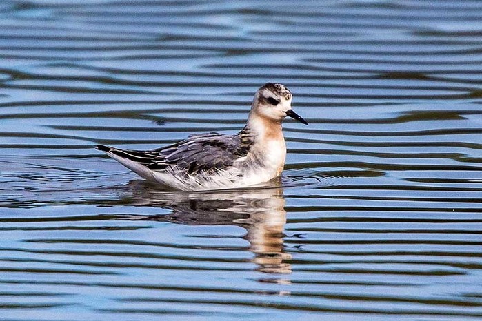 Grey Phalarope