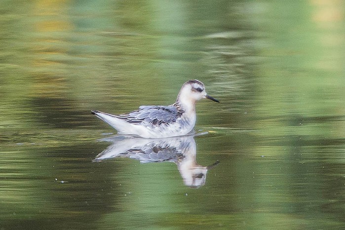 Grey Phalarope