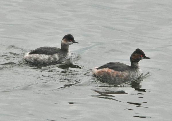 Black-necked Grebe