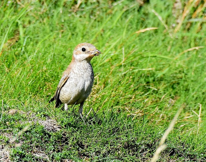 Woodchat Shrike