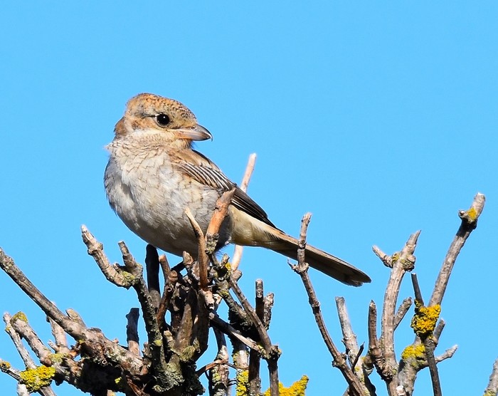Woodchat Shrike