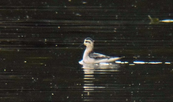 Grey Phalarope
