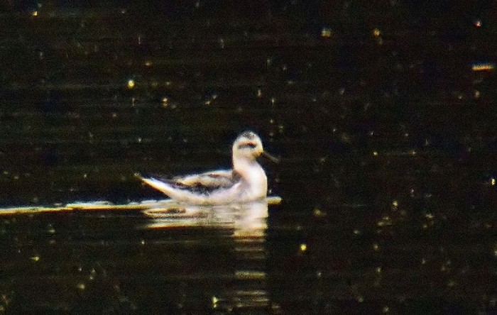 Grey Phalarope