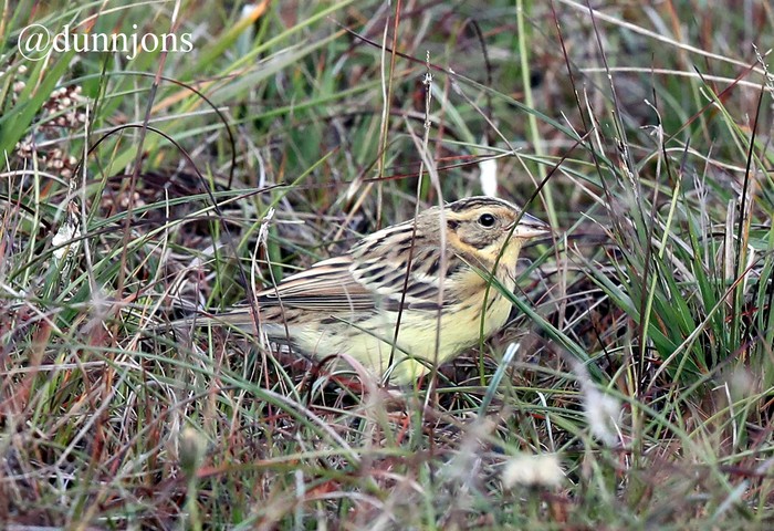 Yellow-breasted Bunting