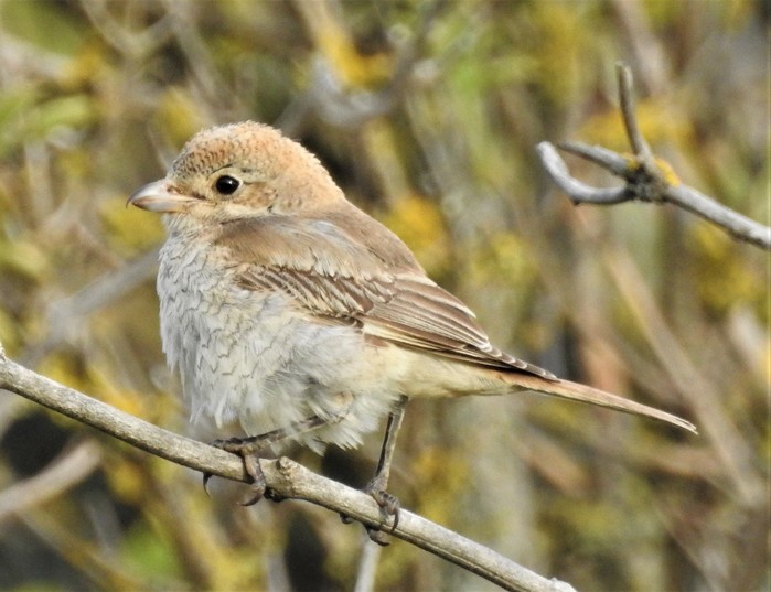 Woodchat Shrike