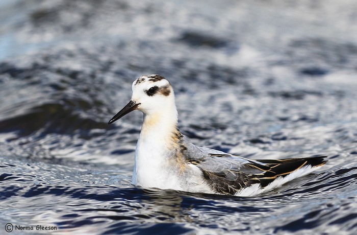 Grey Phalarope