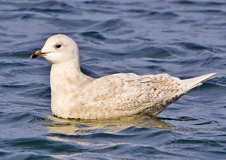 Iceland Gull