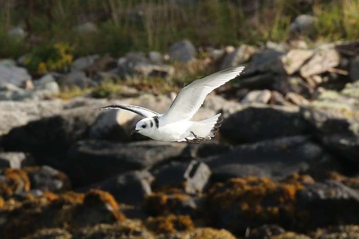 Kittiwake