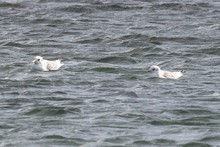 Kittiwake