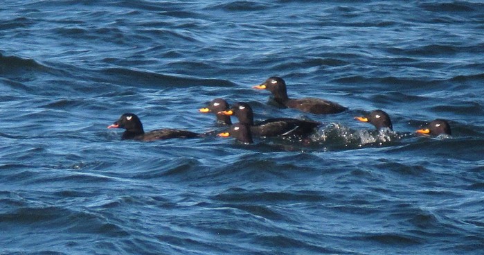 American White-winged Scoter
