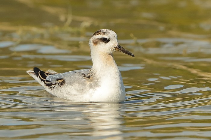 Grey Phalarope