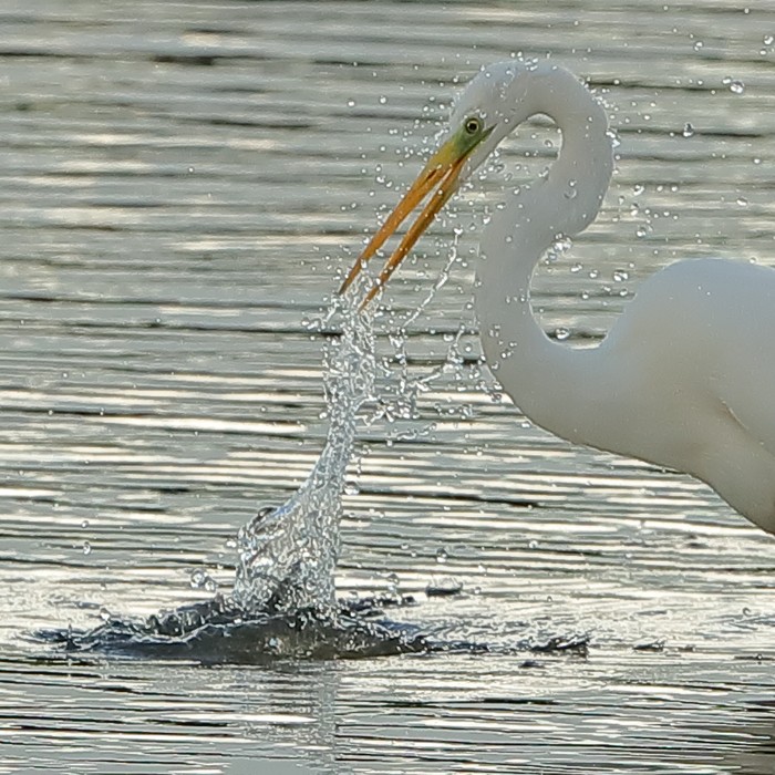 Great White Egret