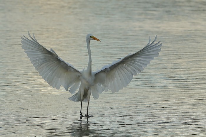 Great White Egret