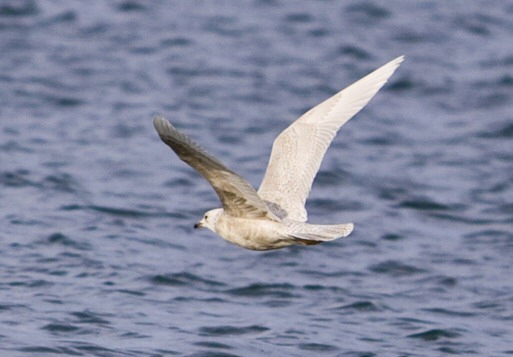 Iceland Gull