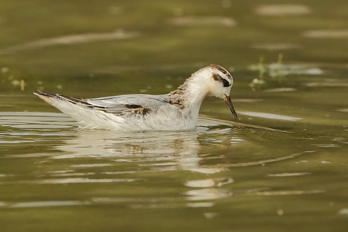 Grey Phalarope
