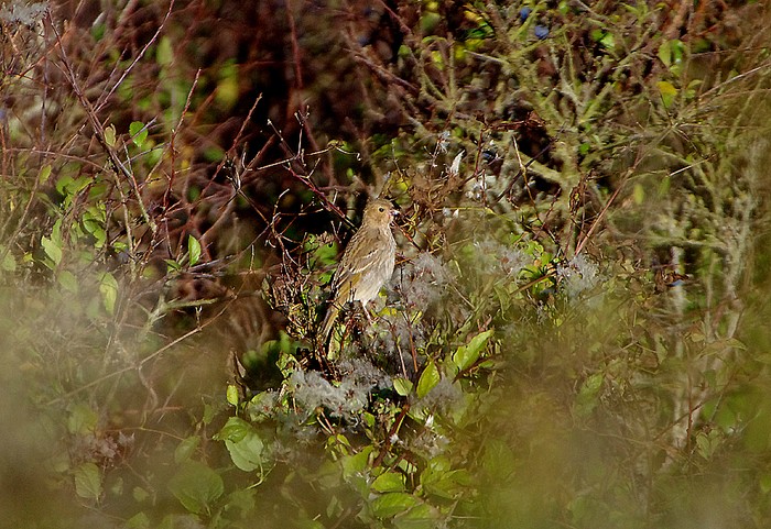 Common Rosefinch