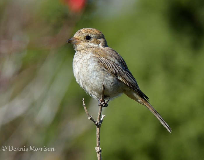Woodchat Shrike