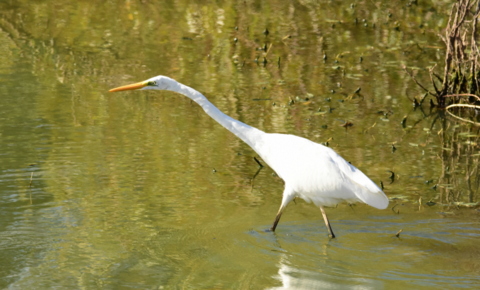 Great White Egret