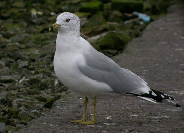 Ring-billed Gull