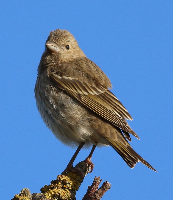 Common Rosefinch