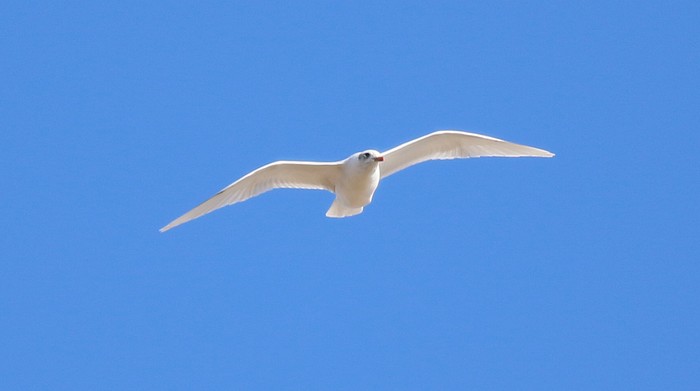 Mediterranean Gull