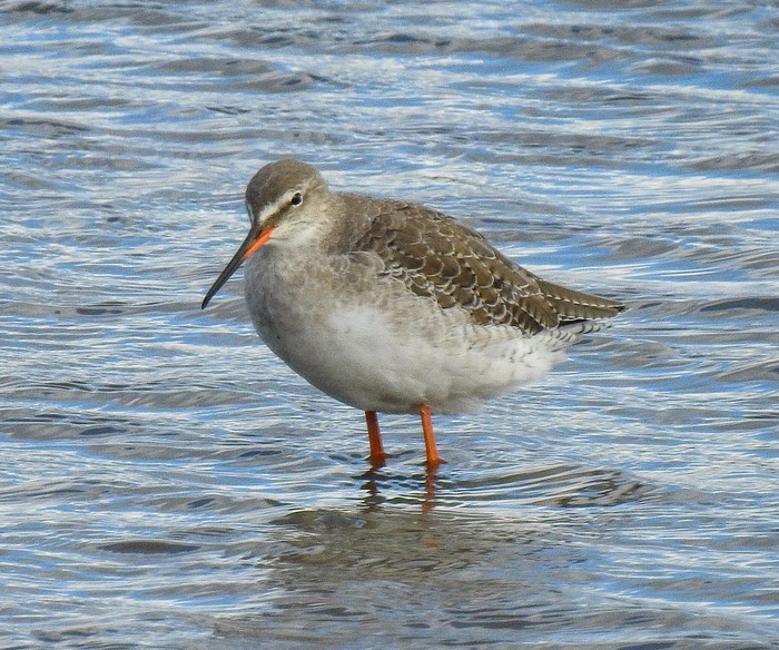 Spotted Redshank