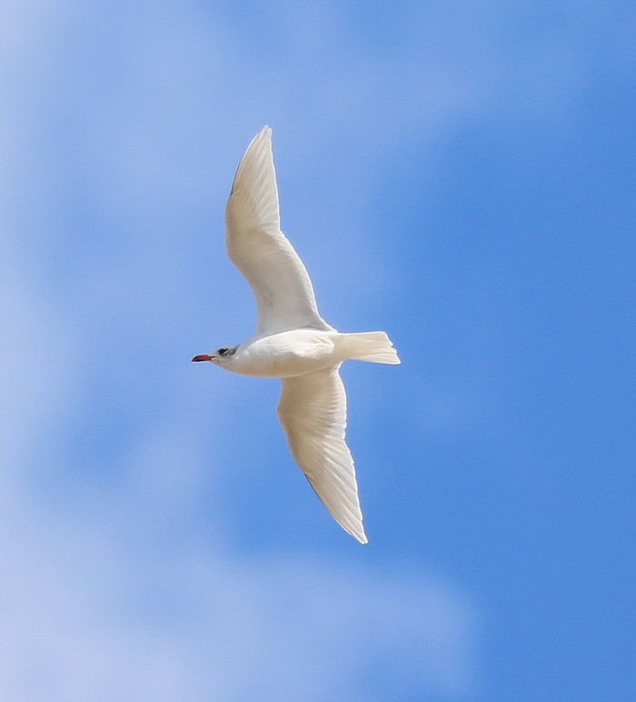 Mediterranean Gull