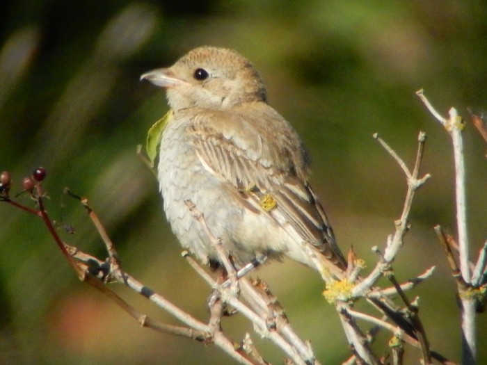 Woodchat Shrike