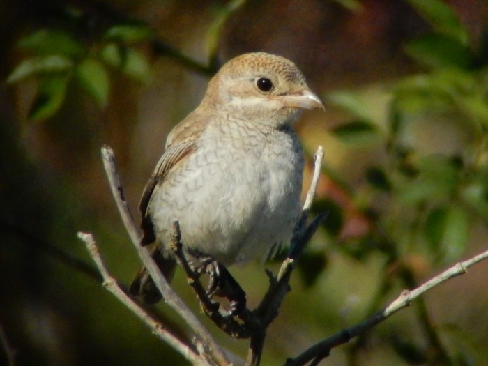 Woodchat Shrike
