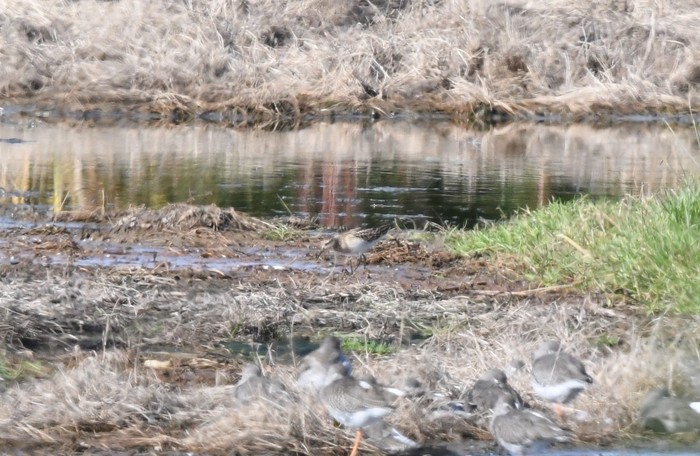 Pectoral Sandpiper