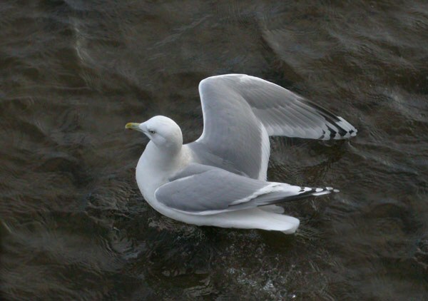 Kumlien's Gull
