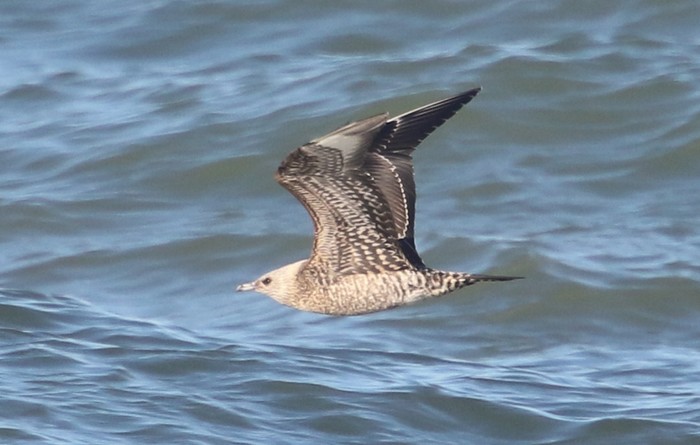 Arctic Skua