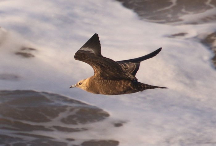 Arctic Skua