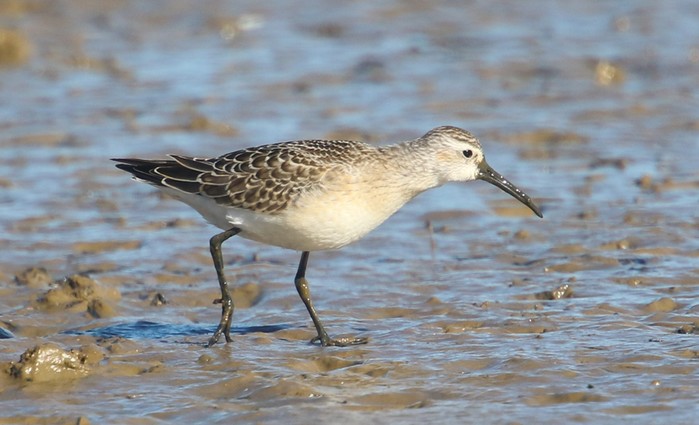Curlew Sandpiper