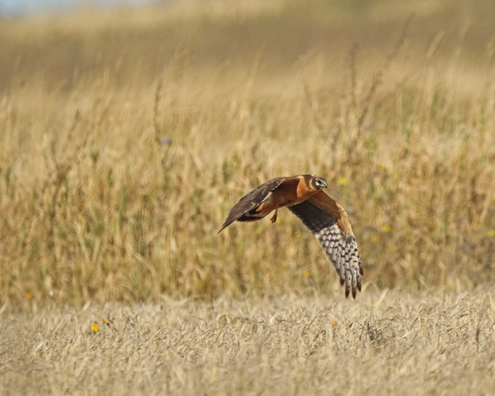 Pallid Harrier