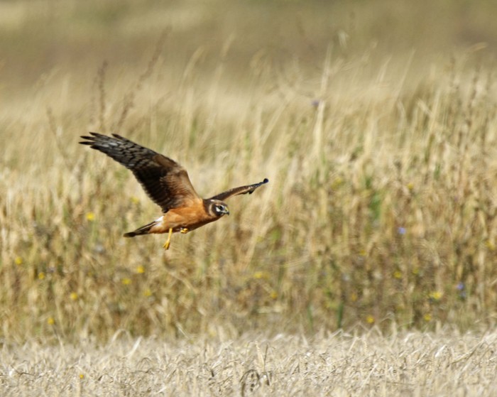 Pallid Harrier