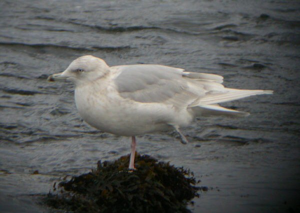 Kumlien's Gull