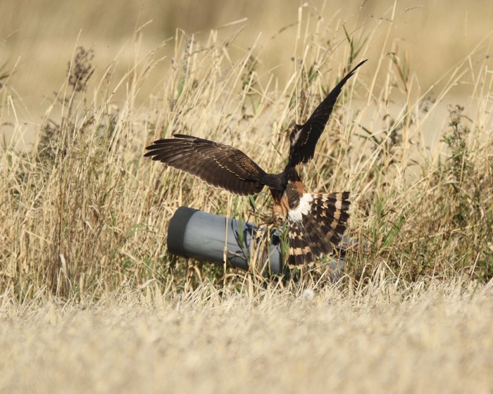 Pallid Harrier