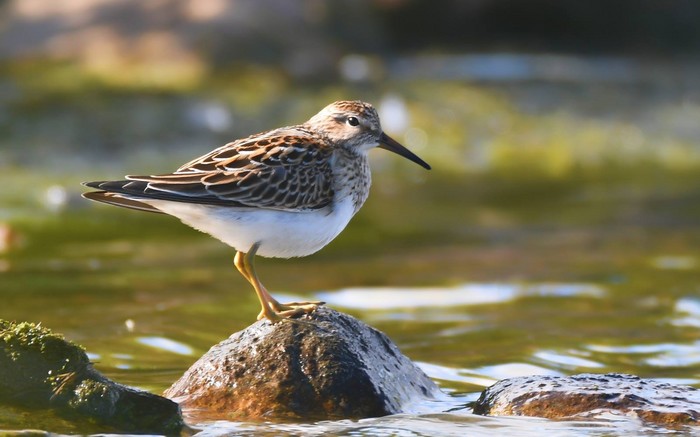 Pectoral Sandpiper