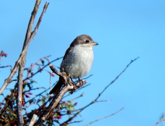 Red-backed Shrike