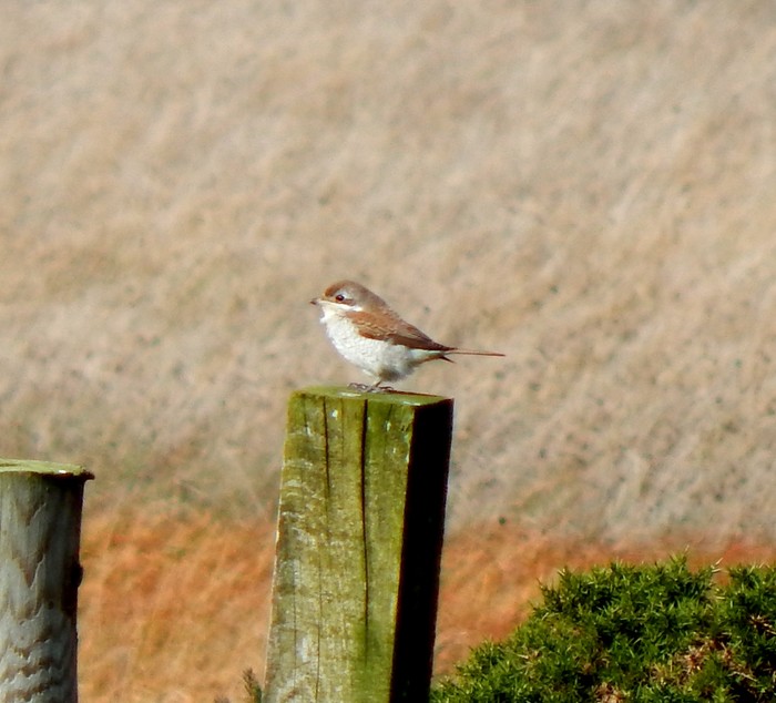 Red-backed Shrike