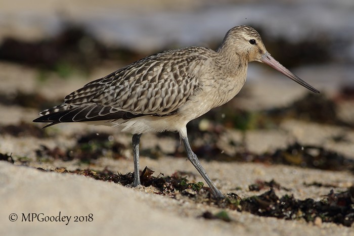 Bar-tailed Godwit