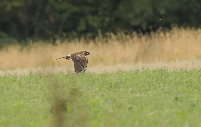 Pallid Harrier