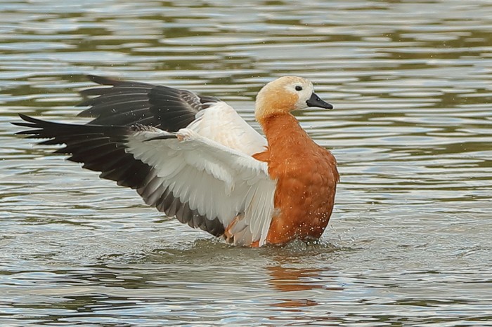 Ruddy Shelduck