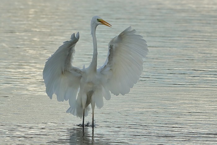 Great White Egret