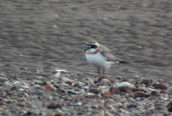 Greater Sand Plover