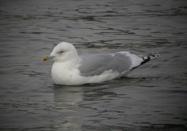 Kumlien's Gull