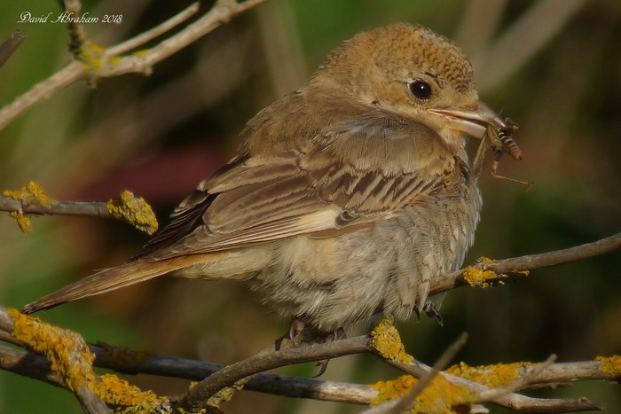 Woodchat Shrike